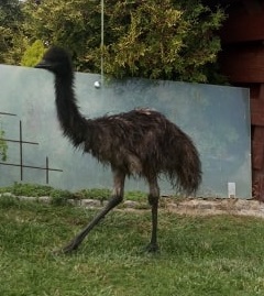 emu